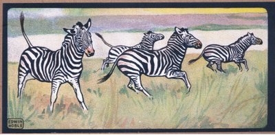 Zebraer af John Edwin Noble