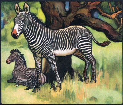 Zebraer, illustration fra 