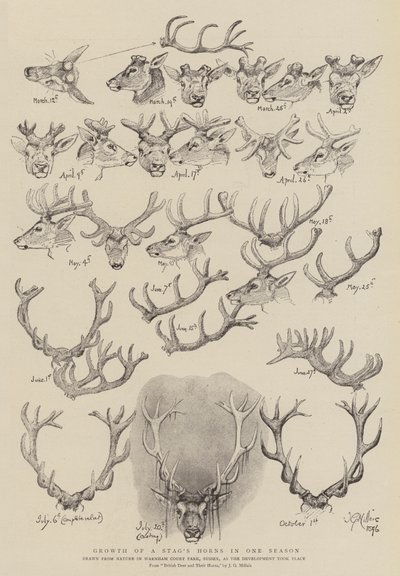 Vækst af en hjorts horn på én sæson af John Everett Millais