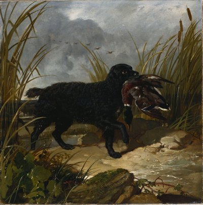En irsk vandspaniel henter en gråænddrake, 1849 af John Frederick Herring Senior
