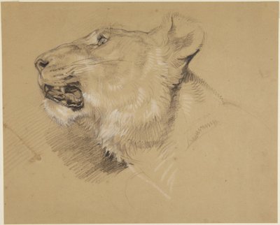 Hoved af en løvinde af John Frederick Lewis