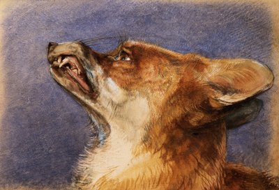 Hoved af en ræv af John Frederick Lewis