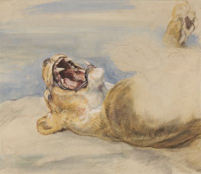 Studie af en løvinde (wc, kropsfarve og grafit på papir) af John Frederick Lewis