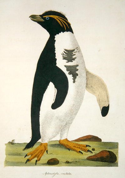 "Aptenodytes-Crestata", illustration fra "Cimelia Physica. Figures of rare and curious quadrupeds, birds...