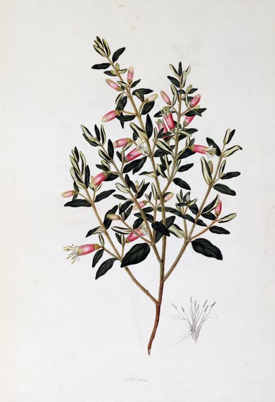 Correa Reflexa, tegning af John Frederick Miller (1759-1796) af John Frederick Miller