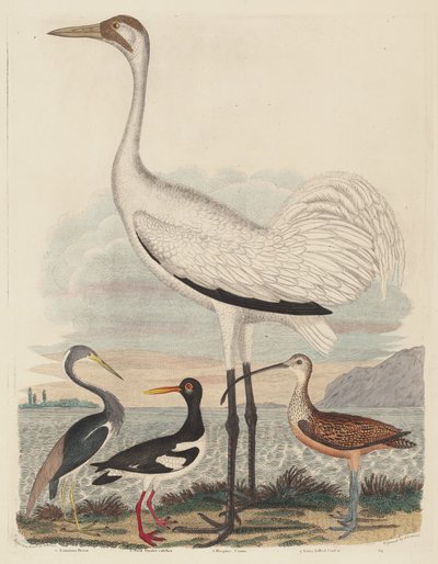 Louisiana Heron, Pied Oyster-catcher, Hooping Crane, and Long-billed Curlew, udgivet 1808-1814. af John G. Warnicke