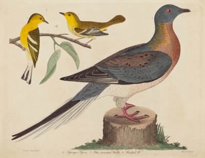 Passagerdue, blåbjergsanger og hemlocksanger af John G. Warnicke after Alexander Wilson