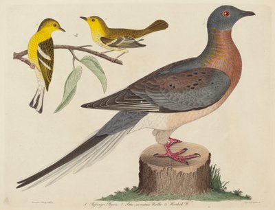 Passagerdue, blåbjergsanger og hemlocksanger af John G. Warnicke after Alexander Wilson
