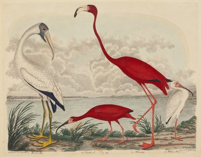 Wood Ibis, Scarlet Ibis, Flamingo og White Ibis af John G. Warnicke after Alexander Wilson