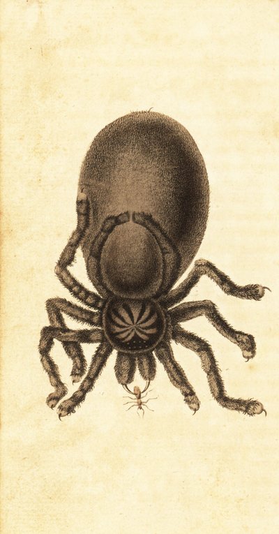 Pinktoe tarantula, Avicularia avicularia. ,1800 (gravering) af John Gabriel Stedman