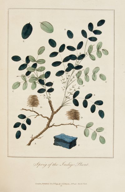 Kvist af Indigo-planten af John Gabriel Stedman