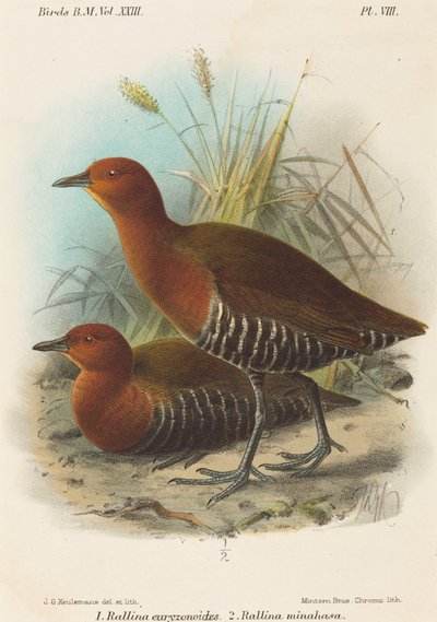 Filippinernes fugle af John Gerrard Keulemans