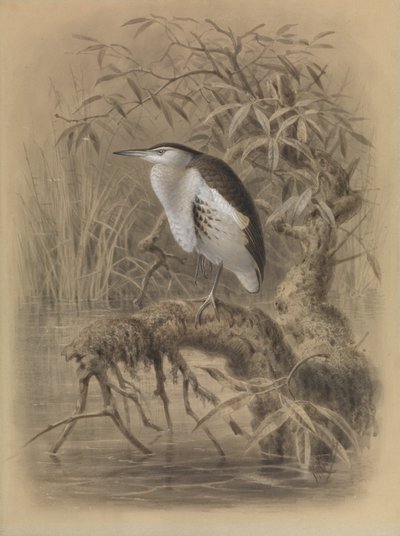 Lille rørdrum, Ixobrychus minutus af John Gerrard Keulemans