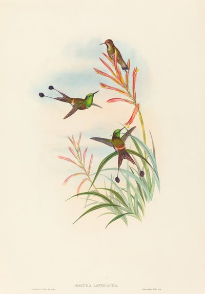 Discura longicauda Ketsjer-hale. Skaber: John Gould, Henry Constantine Richter. af John Gould and Henry Constantine Richter John Gould and Henry Constantine Richter