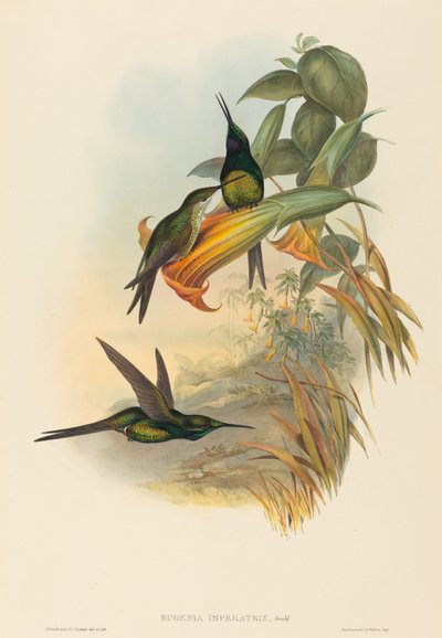 Eugenia imperatrix Kejserinde Hummingbird. Skaber: John Gould, Henry Constantine Richter. af John Gould and Henry Constantine Richter John Gould and Henry Constantine Richter