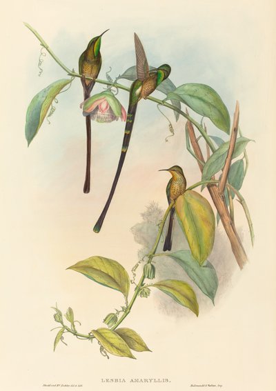 Lesbia Amaryllis. Skaber: John Gould, Henry Constantine Richter. af John Gould and Henry Constantine Richter John Gould and Henry Constantine Richter