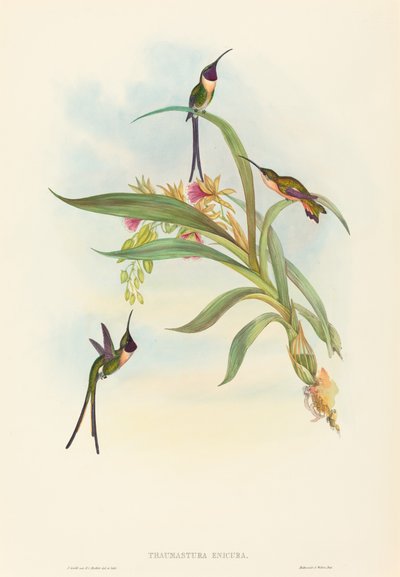 Tharmastura enicura Slank Shear-Tail. Skaber: John Gould, Henry Constantine Richter. af John Gould and Henry Constantine Richter John Gould and Henry Constantine Richter