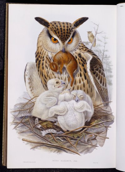A Great Owl and Chicks, from "The Birds of Europe", published 1832-37dani af John Gould
