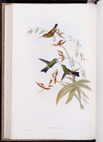 En monografi af Trochilidae, eller familie af kolibrier, udgivet 1849-61 af John Gould