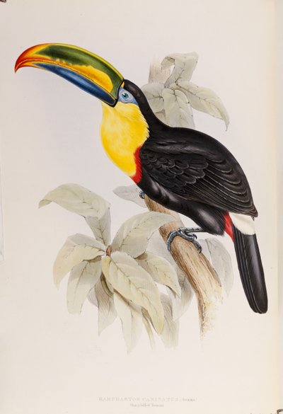 En monografi af Ramphastidae, eller familie af tukaner, første udgave, udgivet 1834 af John Gould