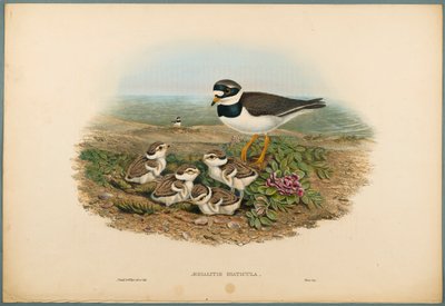 Aegialitis Hiaticula - Ringhøne (farve litho på vævet papir) af John Gould