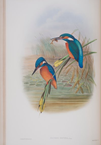 Alcedo Ispida, plade fra The Birds of Great Britain af John Gould, udgivet 1862-73 (håndkoloreret litografi) af John Gould
