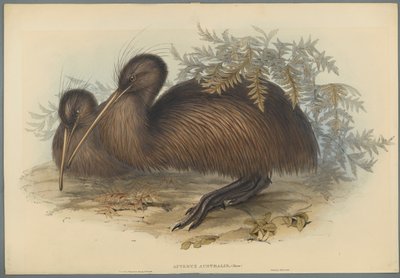 Apteryx Australis (farve litho på vævet papir) af John Gould