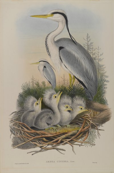 Ardea Cinerea - Heron af John Gould