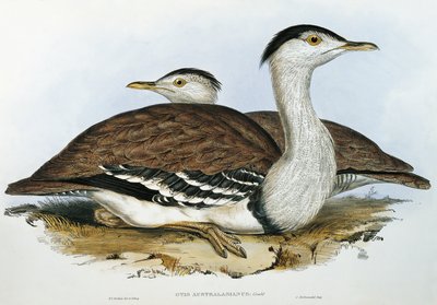 australsk bustard (Otis australasianus) af John Gould