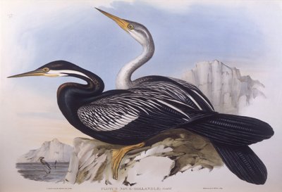Australsk darter (Anhinga novaehollandiae), Indgravering af John Gould af John Gould