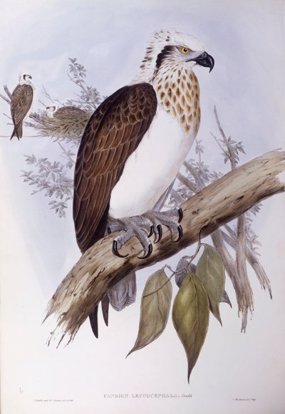 Australsk fiskeørn (Pandion haliaetus cristatus), gravering af John Gould af John Gould