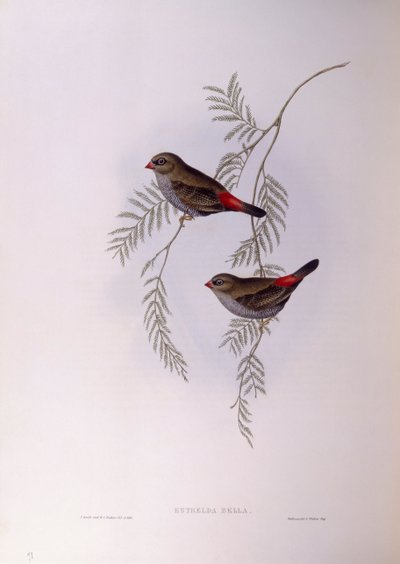 Smuk ildhale (Stagonopleura bella), Gravering af John Gould af John Gould