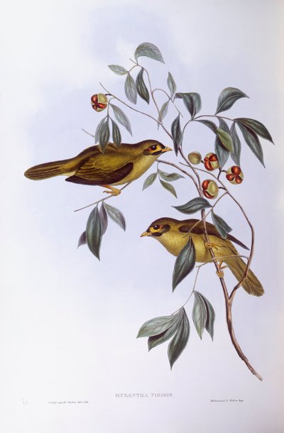 Bell Miner (Manorina Melanophrys), gravering af John Gould af John Gould