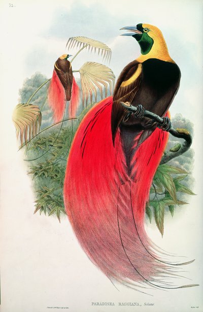 Paradisfugl, graveret af T. Walter af John Gould