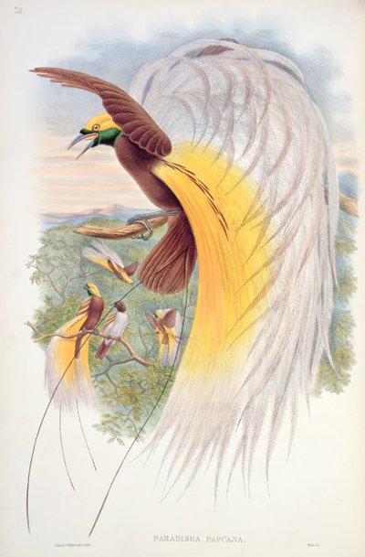 Bird of Paradise, fra 