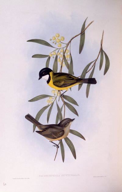 Sorthalet fløjtenist (Pachycephala melanura), stik af John Gould af John Gould