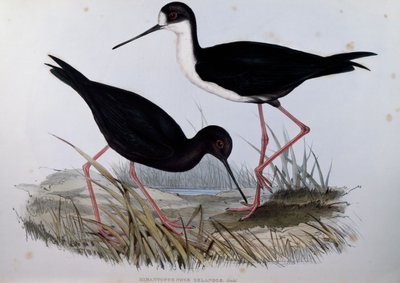 Sort stilt (Himantopus novaezelandiae), gravering fra Birds of Australia af John Gould