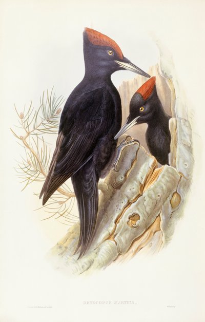 Sort spætte (Dryocopus martius), gravering af John Gould af John Gould