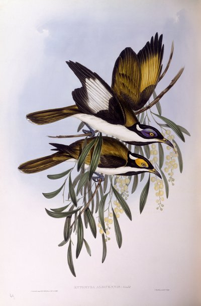 Honningæder med blå ansigt (Entomyzon cyanotis), gravering af John Gould af John Gould