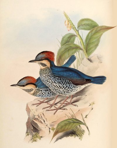 Blå pitta cyanea Blyth af John Gould