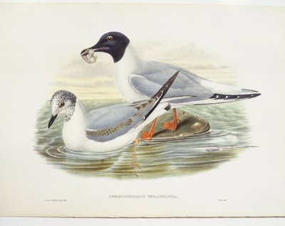 Bonapartes måge (Larus philadelphia), illustration af John Gould
