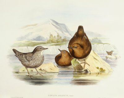 Brun dipper (Cinclus pallasii), gravering af John Gould af John Gould