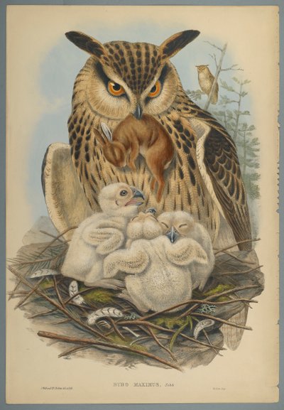 Bubo Maximus: Ugle (farve litho på vævet papir) af John Gould