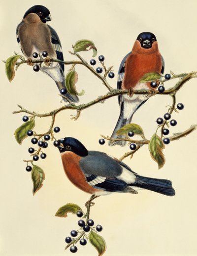 Bullfinch (Pyrrhula pyrrhula), gravering af John Gould (1804-1881). Det Forenede Kongerige af John Gould