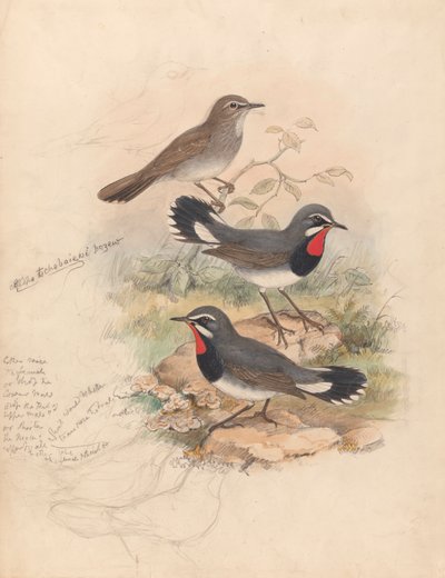 Calliope Tschebaiewi, Prjev. af John Gould