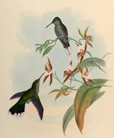 Campylopterus latipennis = Campylopterus largipennis af John Gould
