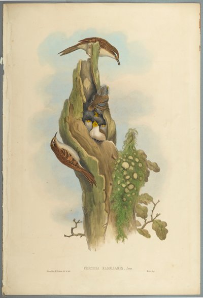 Certhia Familiaris - Tree Creeper (farve litho på vævet papir) af John Gould