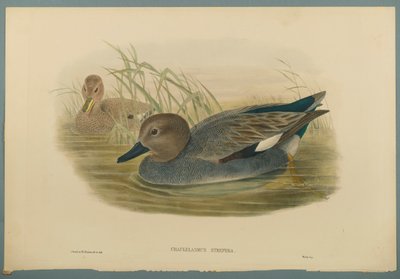 Chaulelasmus Strepera: Gadwell Ducks (farve litho på vævet papir) af John Gould