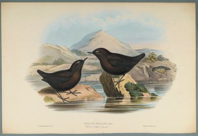 Cinclus Pallasi: Pallas Water Ouzel (farve litho på vævet papir) af John Gould