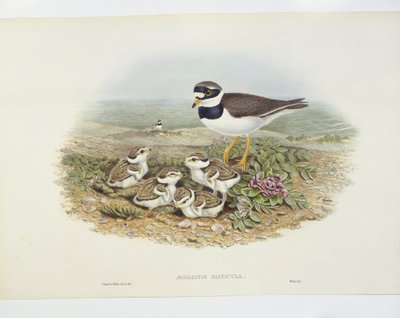 Almindelig ringhøne (Charadrius hiaticula), illustration af John Gould